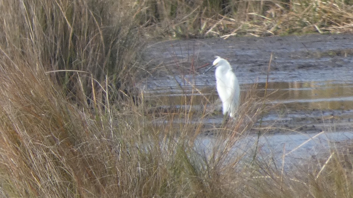 Snowy Egret - ML649536290