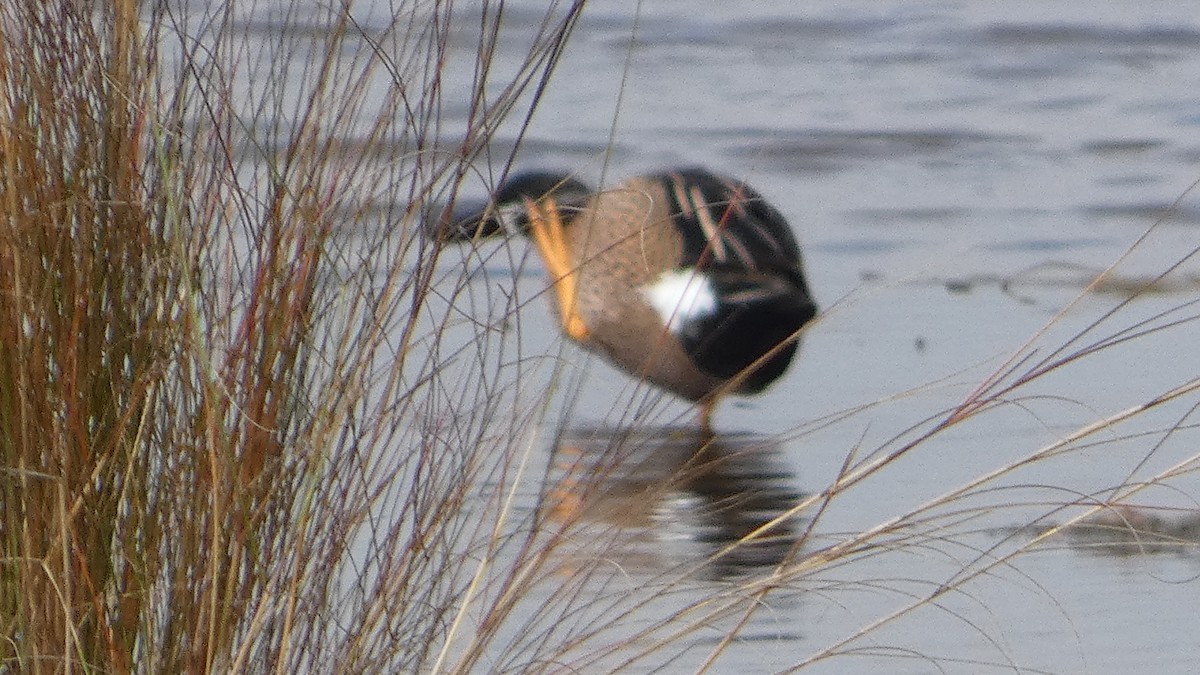 Blue-winged Teal - ML649536497