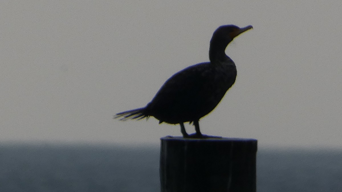 Double-crested Cormorant - ML649536515