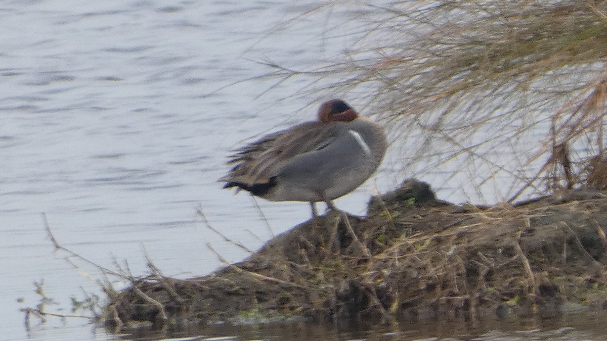 小水鴨 - ML649536533