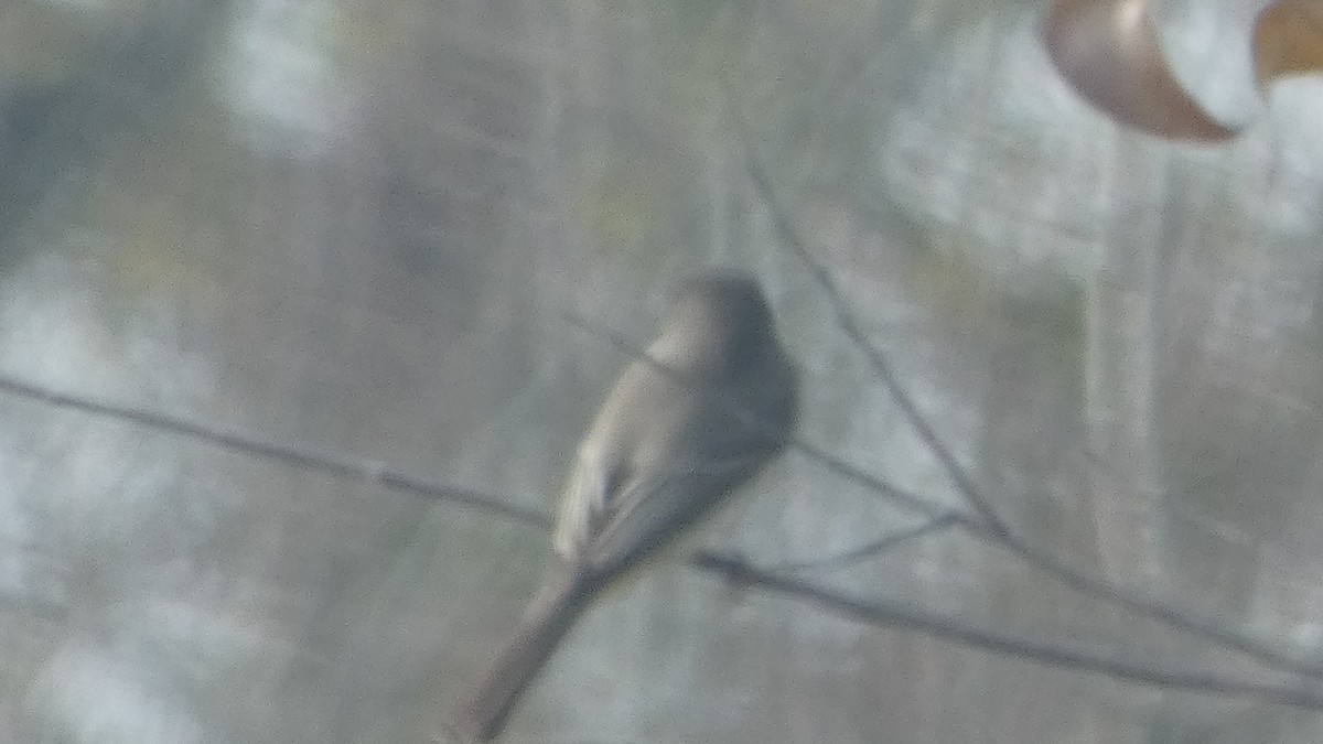 Eastern Phoebe - ML649536555