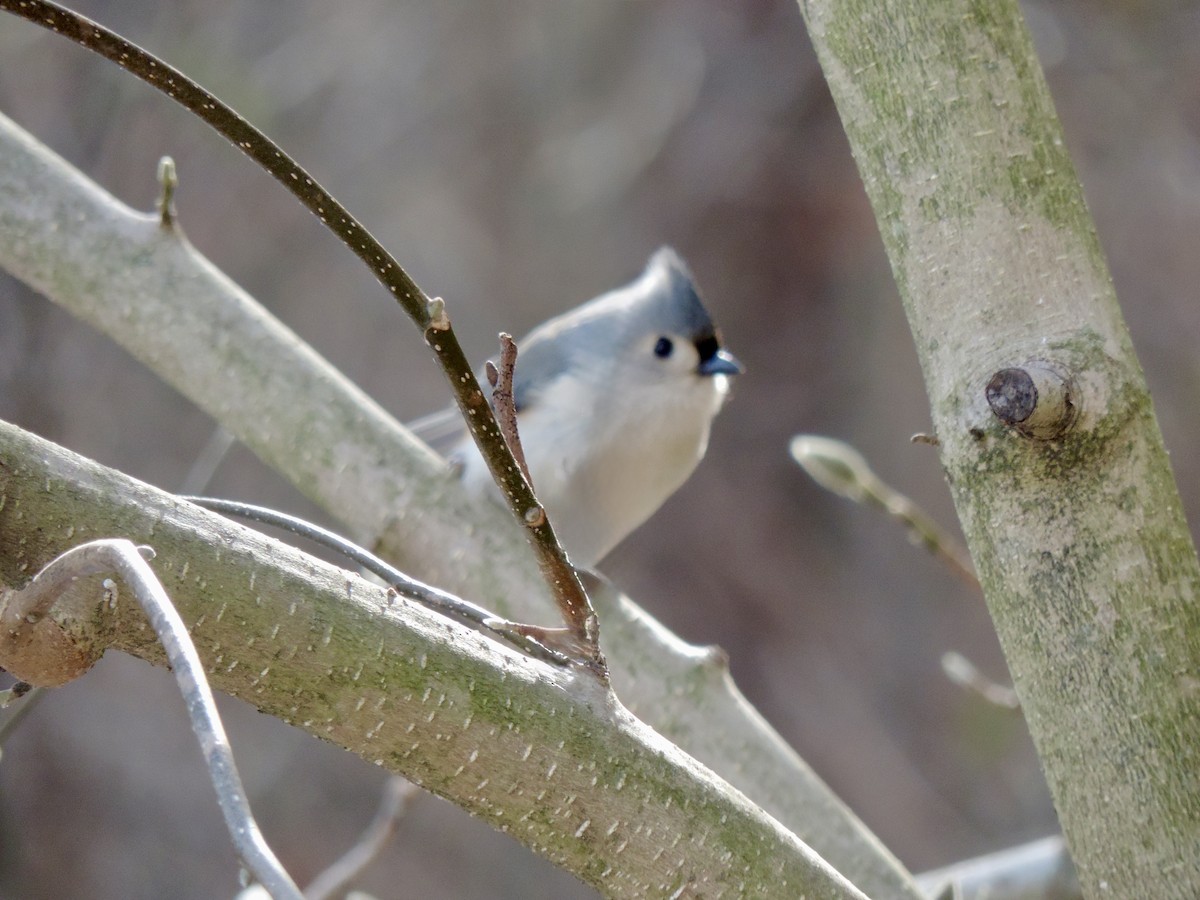 gråduskmeis - ML649536669