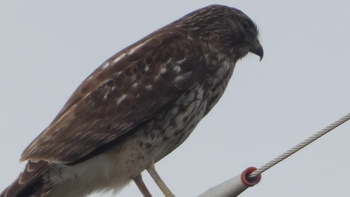 Red-shouldered Hawk - ML649536680