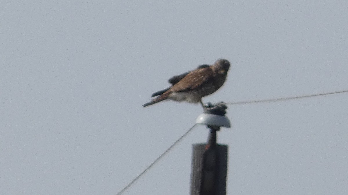 Red-shouldered Hawk - ML649536681