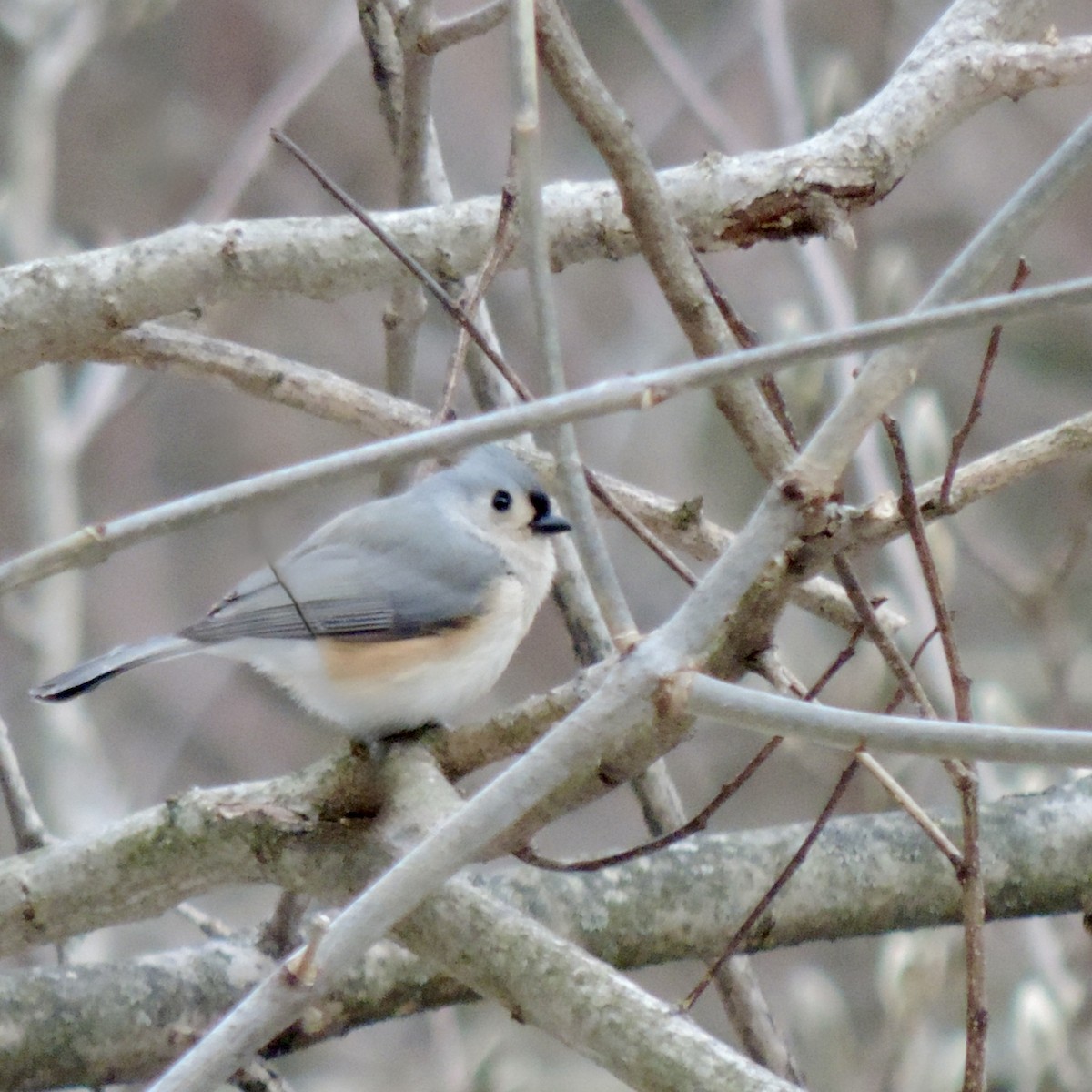 gråduskmeis - ML649536683