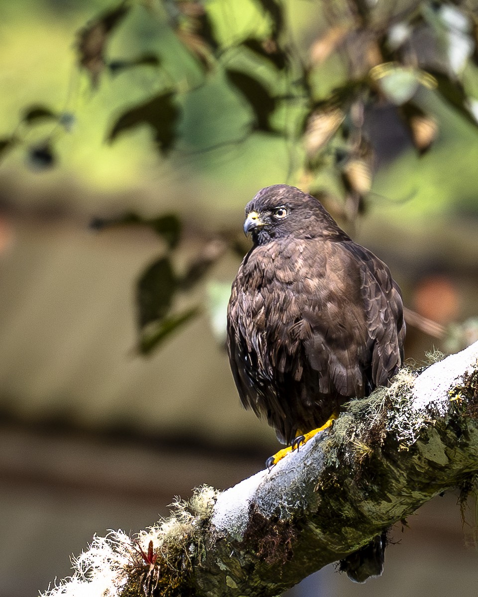 Geniş Kanatlı Şahin - ML649536718