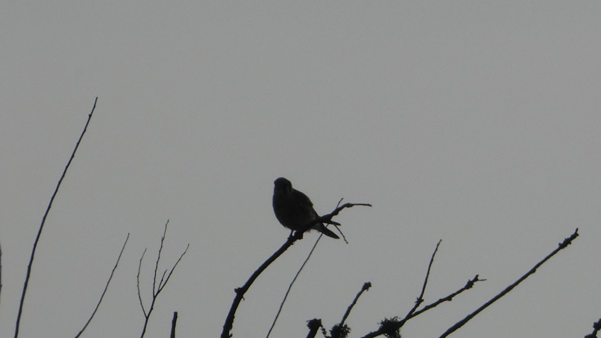 American Kestrel - ML649536724