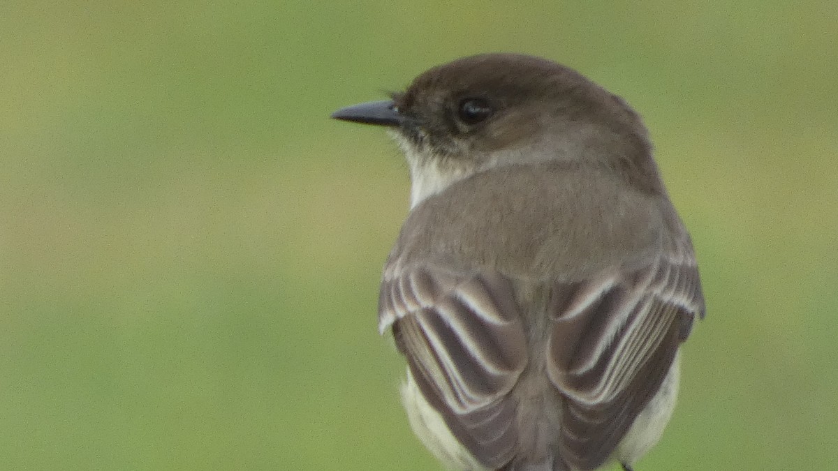 Eastern Phoebe - ML649536737