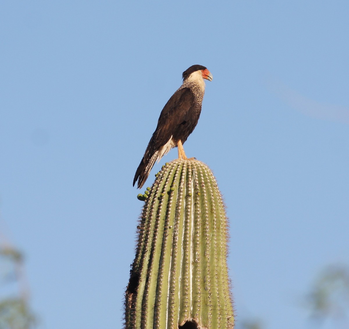 Crested Caracara (Northern) - ML649536745