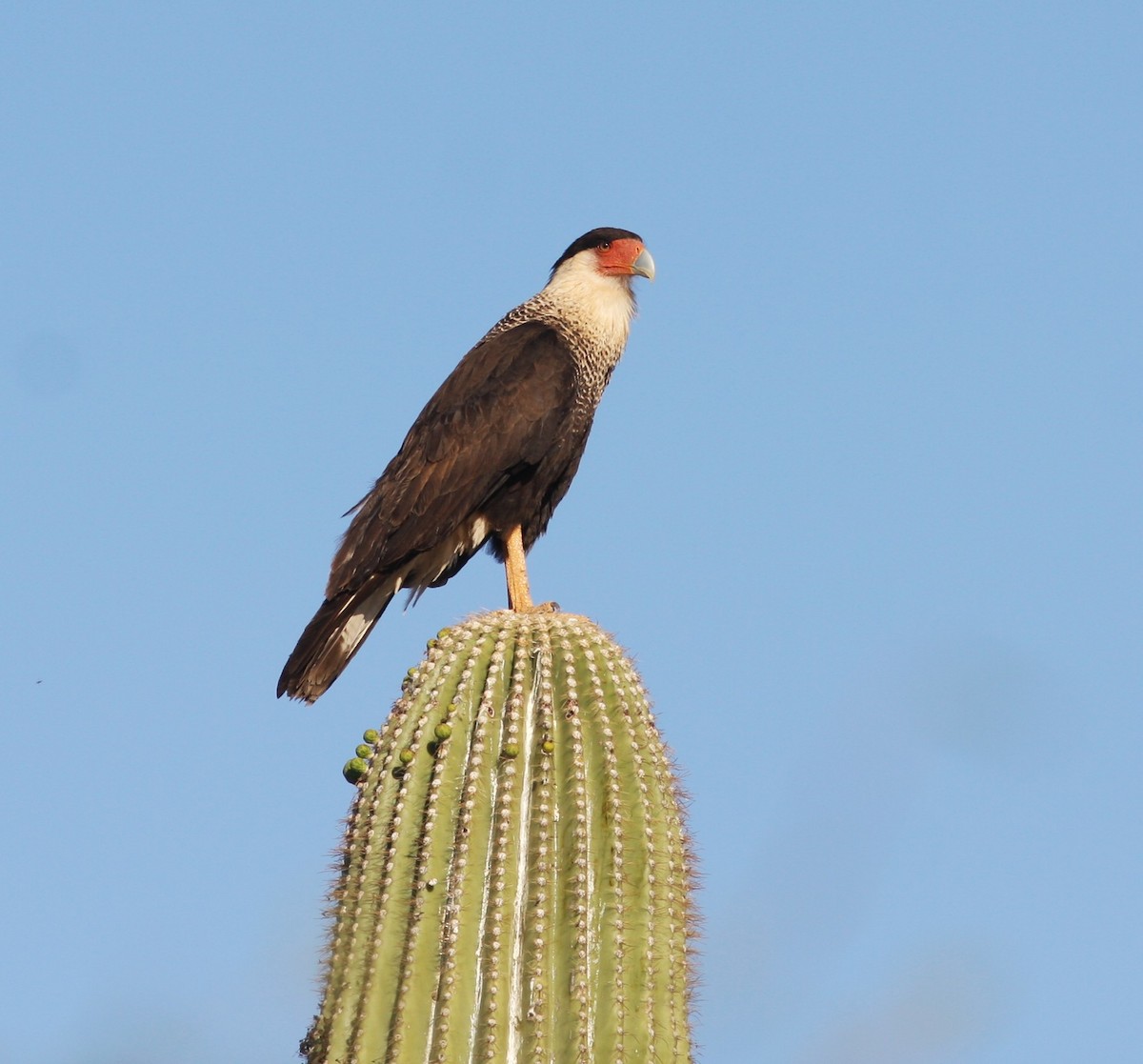 Crested Caracara (Northern) - ML649536746