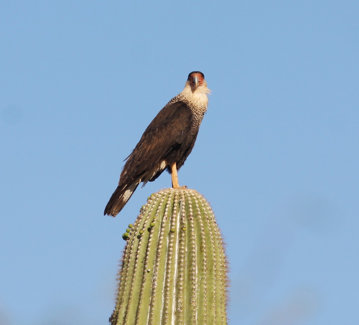 Crested Caracara (Northern) - ML649536748