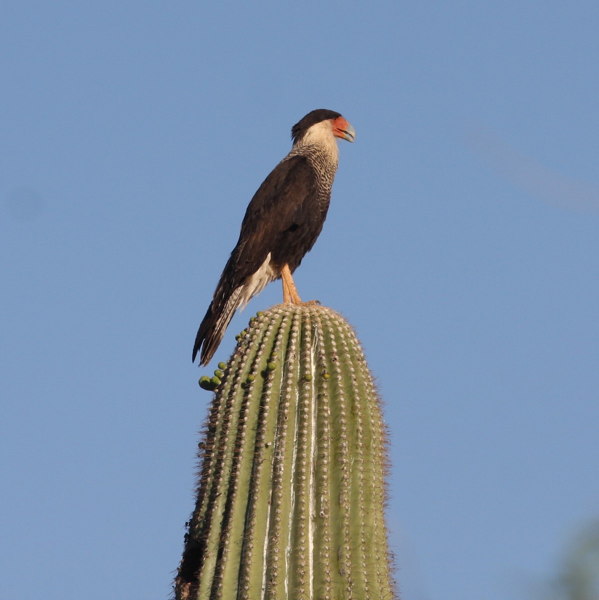 Crested Caracara (Northern) - ML649536749