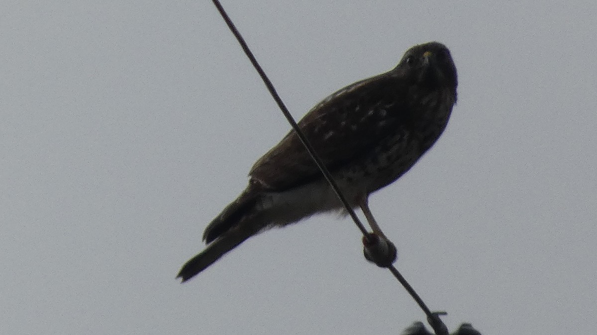 Red-shouldered Hawk - ML649536789
