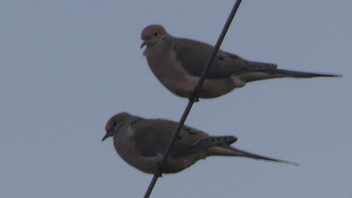 Mourning Dove - ML649536794