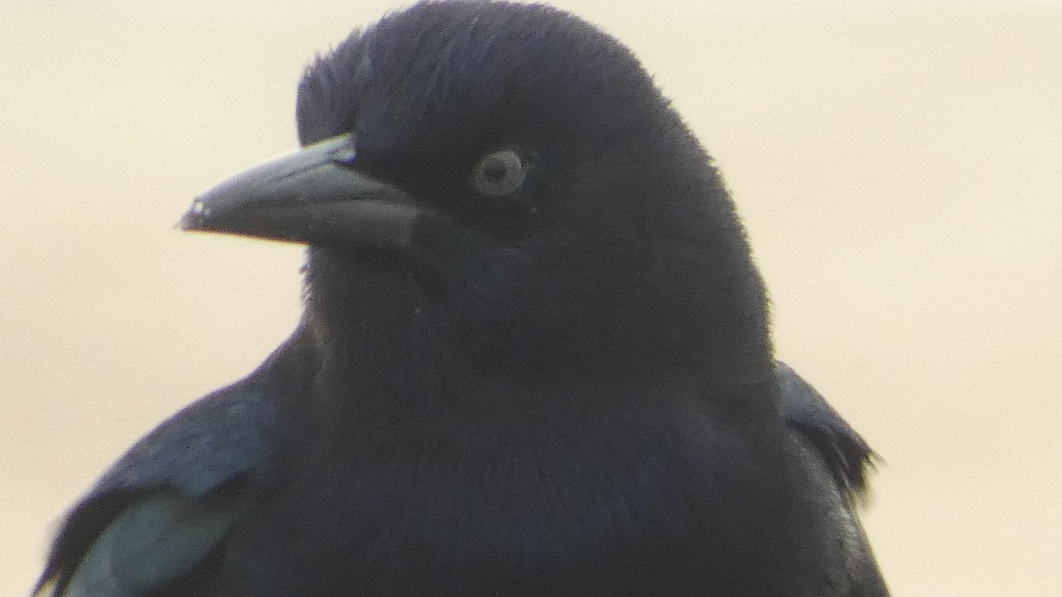 Boat-tailed Grackle - ML649536918