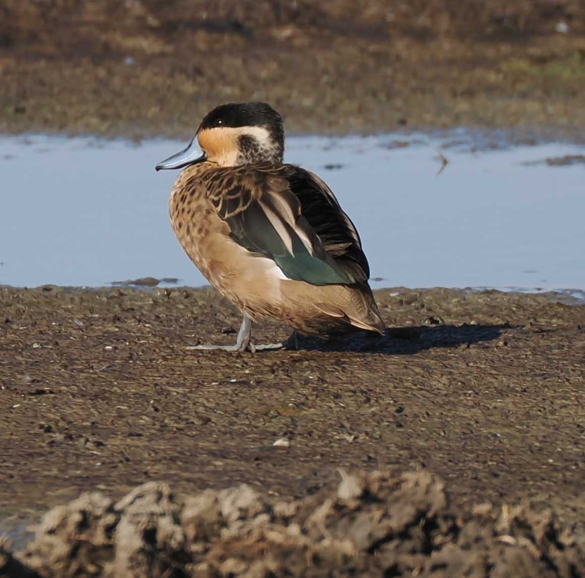 Blue-billed Teal - ML649537054