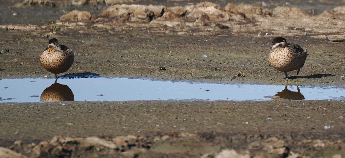 Blue-billed Teal - ML649537055