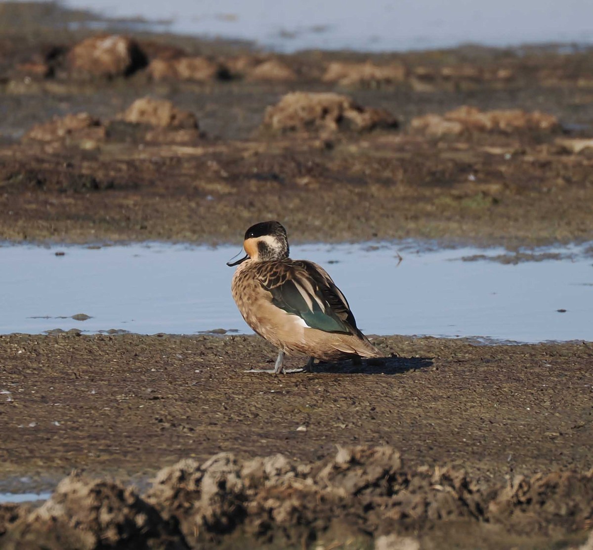 Blue-billed Teal - ML649537056