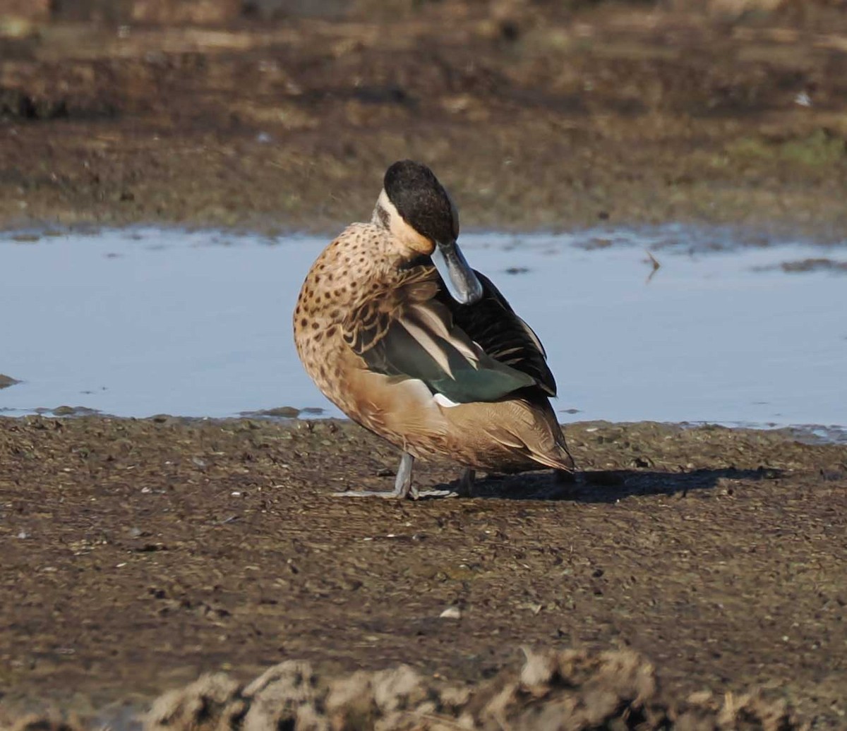 Blue-billed Teal - ML649537057