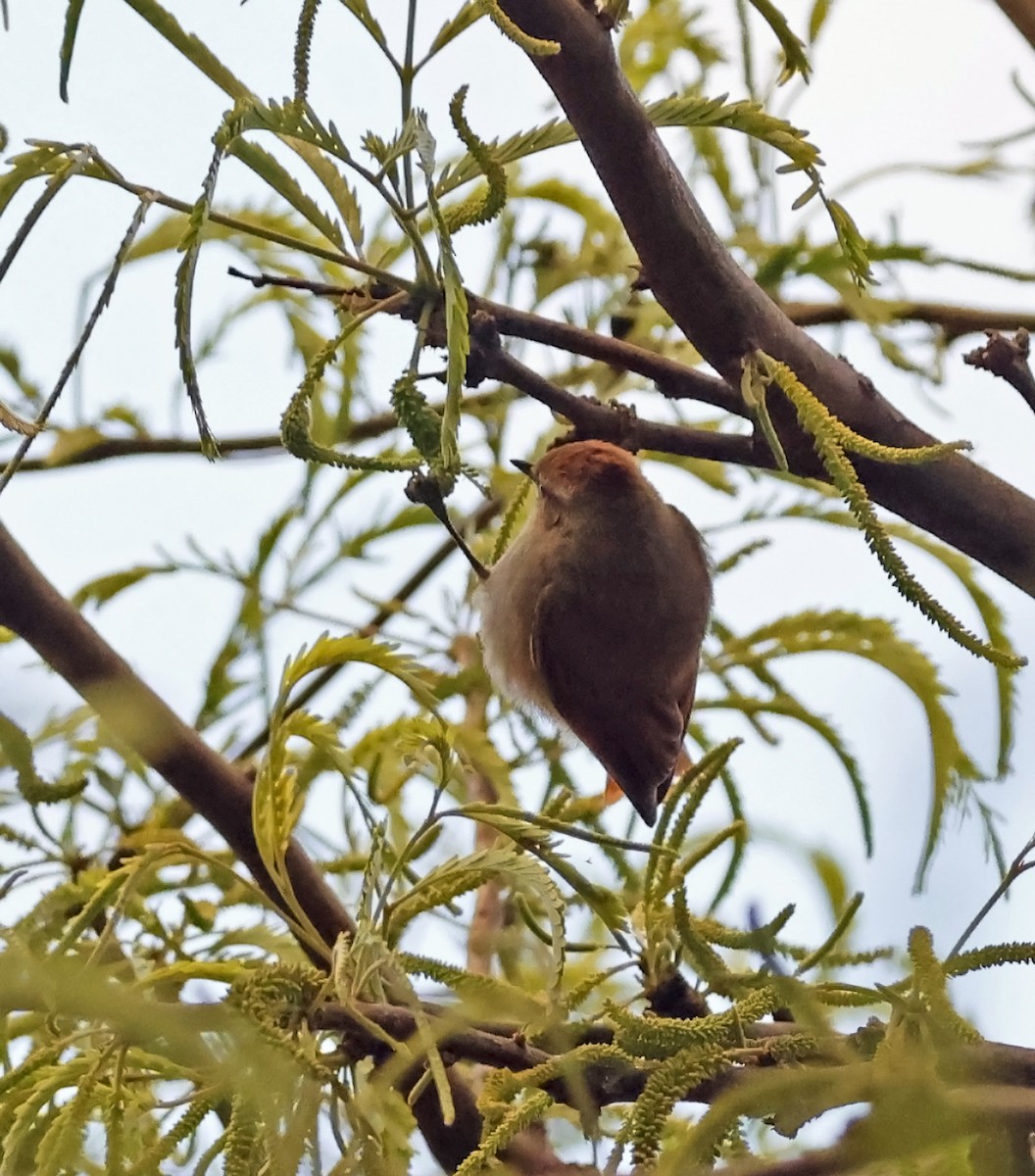 Brown-capped Tit-Spinetail - ML649537481