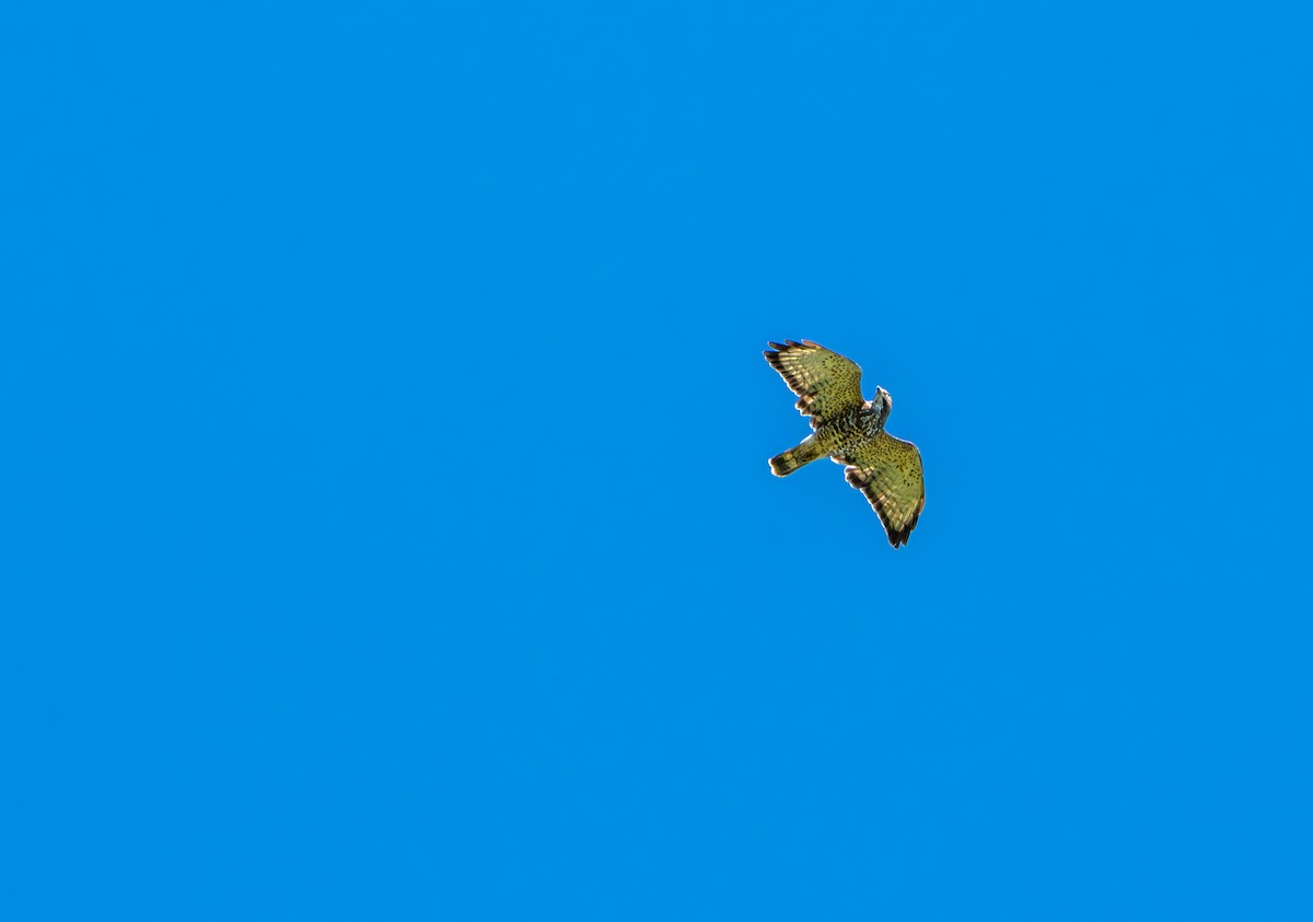 Geniş Kanatlı Şahin - ML649537608