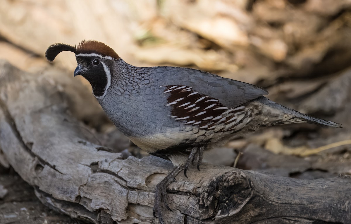 eBird Checklist - 23 Jan 2026 - Big Morongo Canyon Preserve & Covington ...