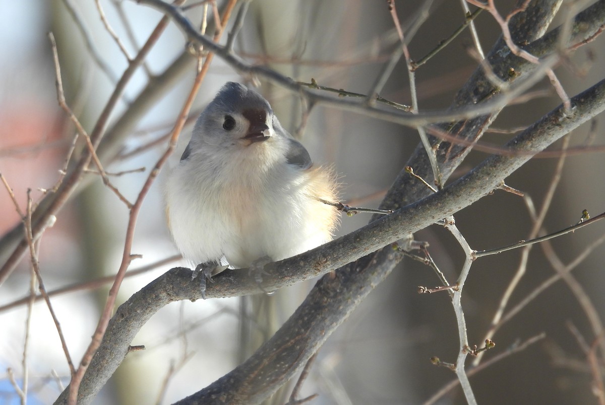 gråduskmeis - ML649537724