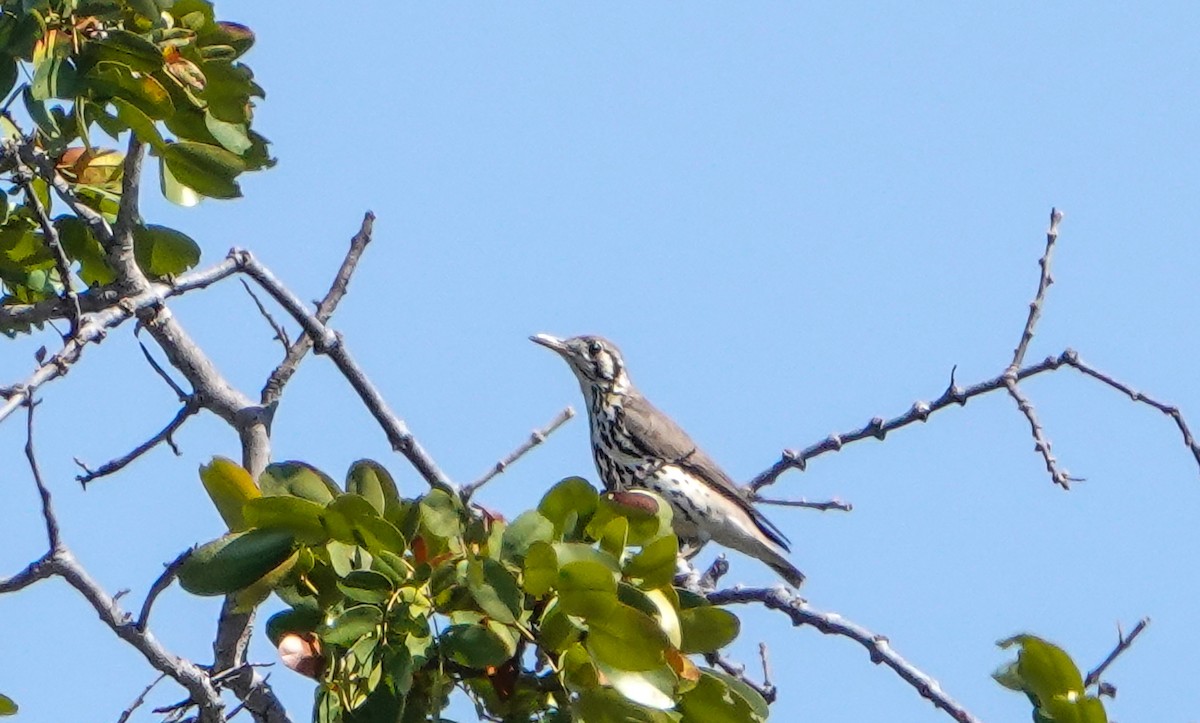 Groundscraper Thrush - ML649538206