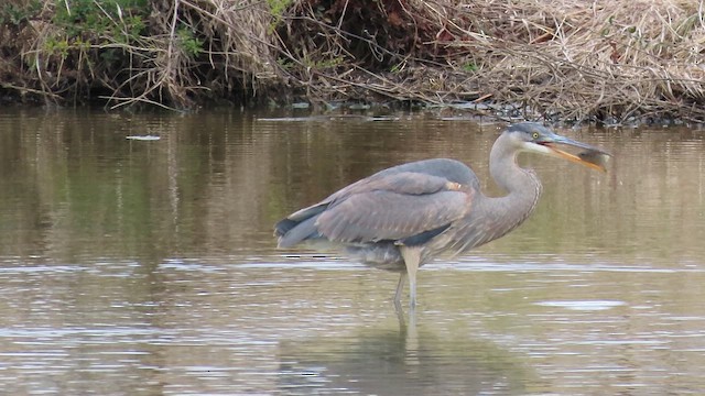 Great Blue Heron - ML649538215