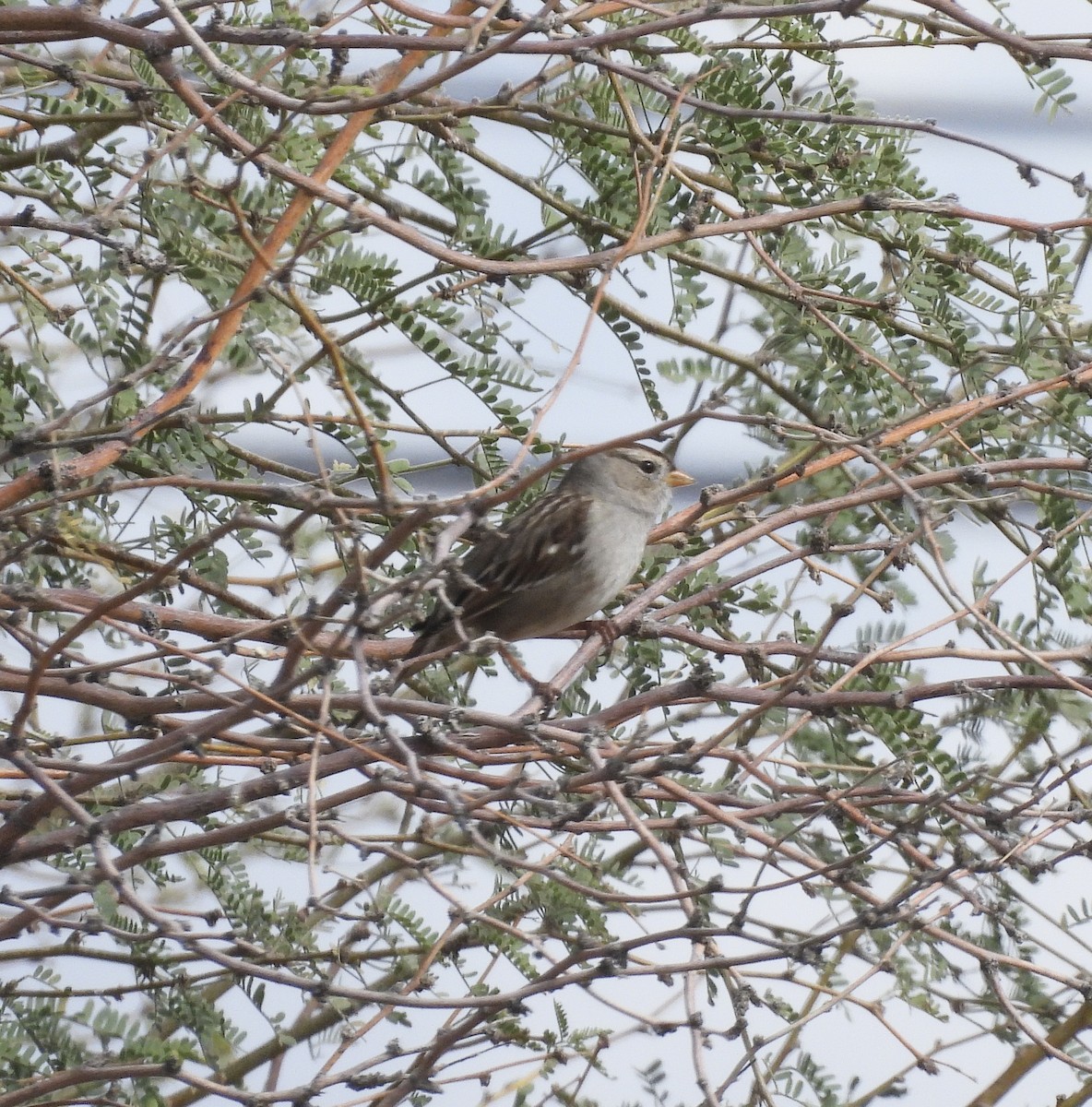 hvitkronespurv - ML649538520