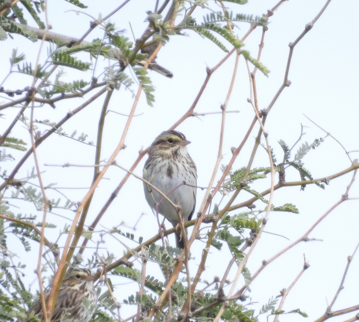 musespurv (sandwichensis gr.) - ML649538531