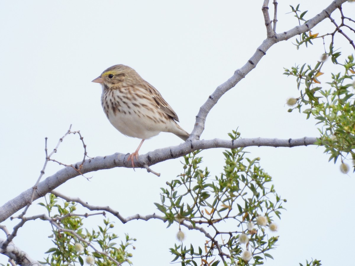 musespurv (sandwichensis gr.) - ML649538543