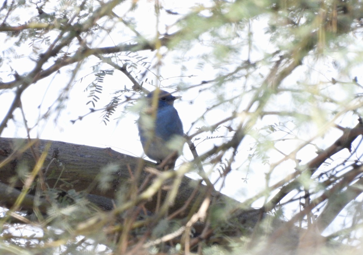 fjellblåfugl - ML649538563