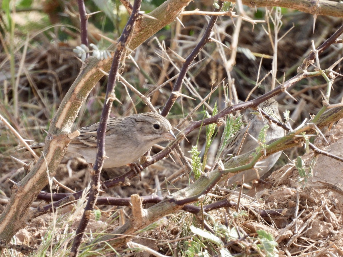 shoshonespurv - ML649538630