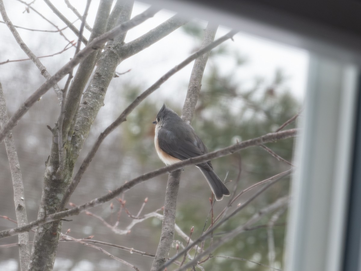 gråduskmeis - ML649538990