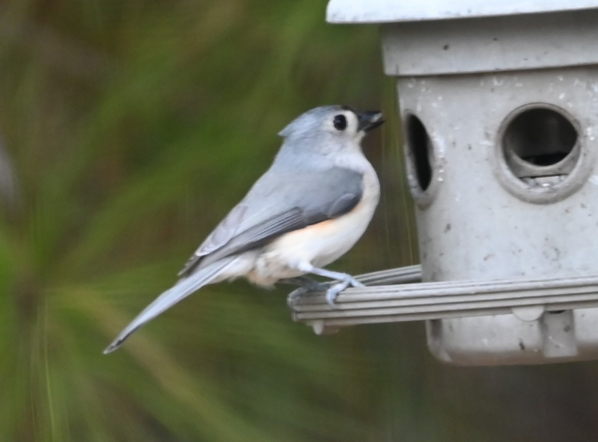 gråduskmeis - ML649539591