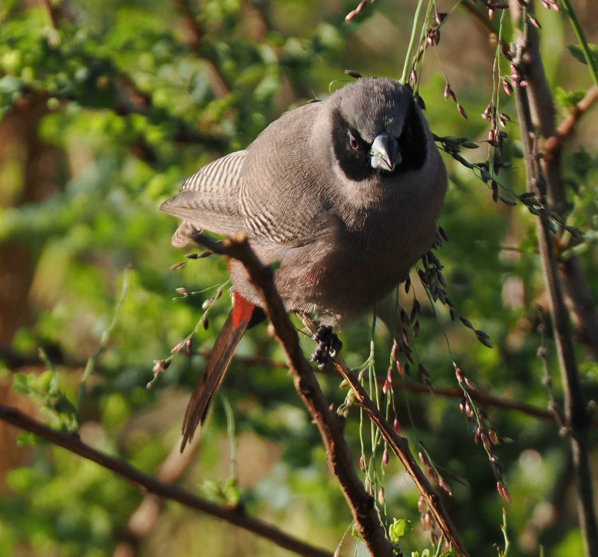 Black-faced Waxbill - ML649539685