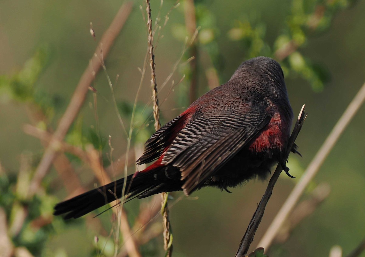 Black-faced Waxbill - ML649539686