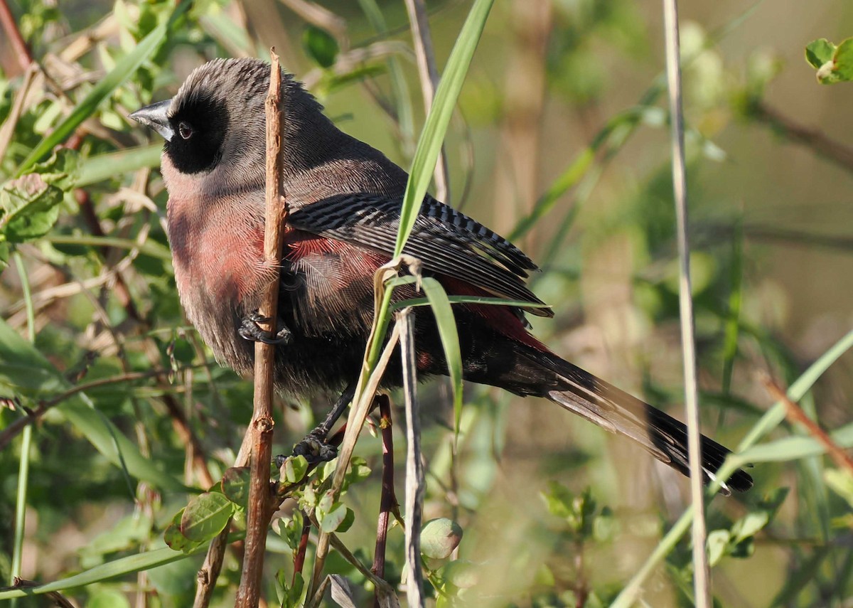 Black-faced Waxbill - ML649539687