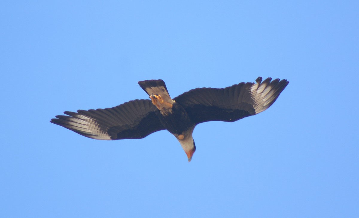 Crested Caracara (Northern) - ML649540229