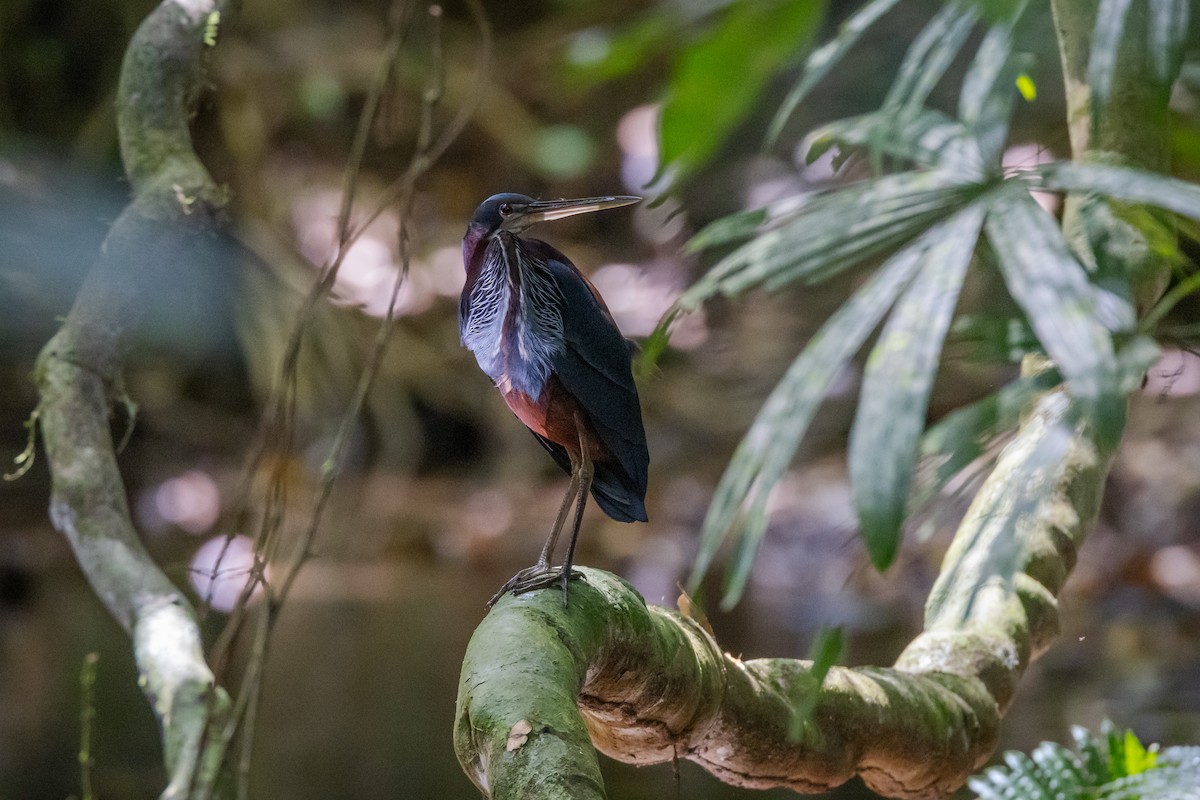 Agami Heron - ML649540356