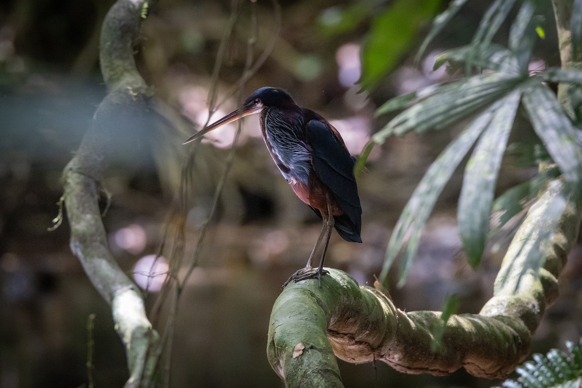Agami Heron - ML649540357