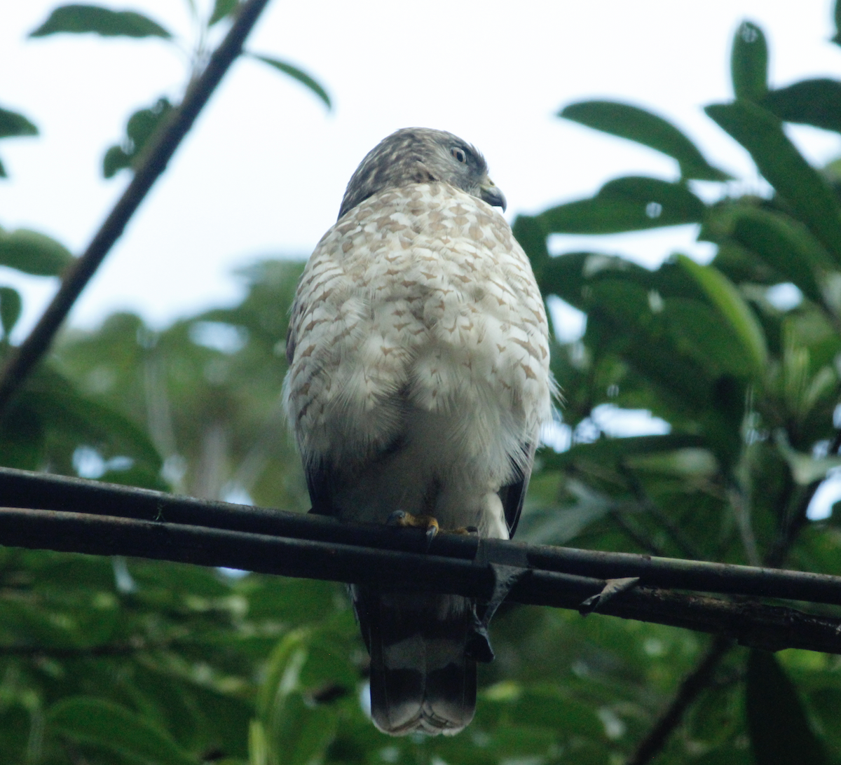 Broad-winged Hawk - ML649540358