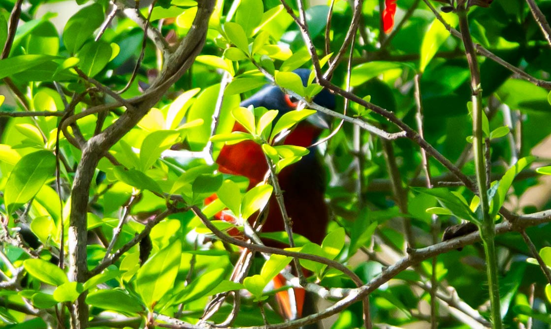 Painted Bunting - ML649540359