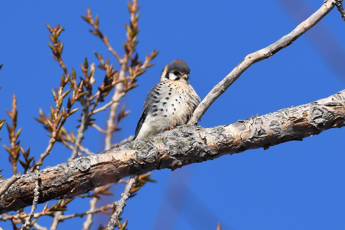 American Kestrel - ML649540361