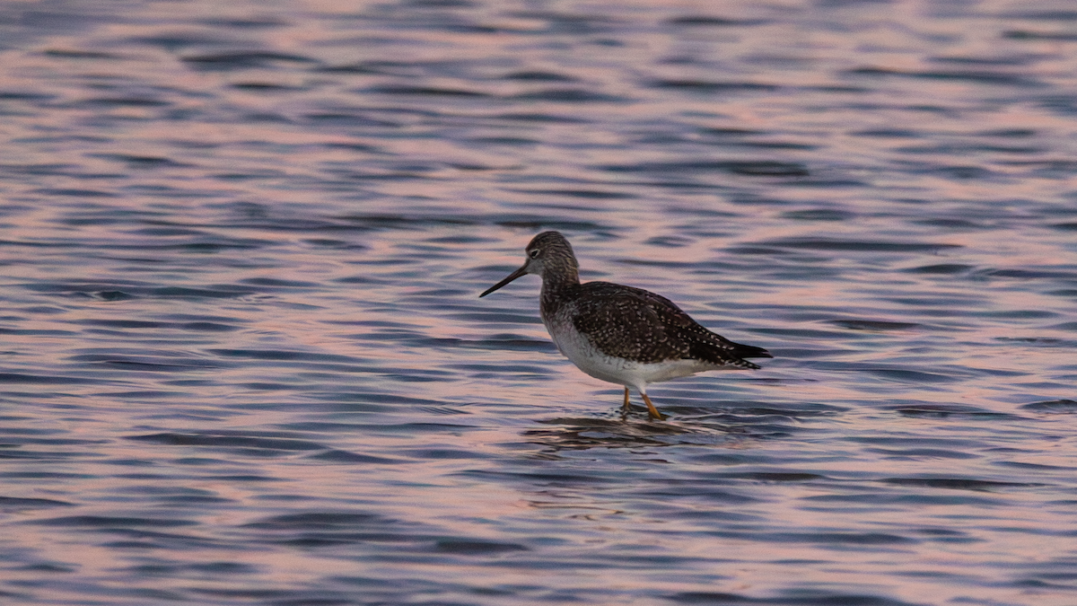Greater Yellowlegs - ML649540365