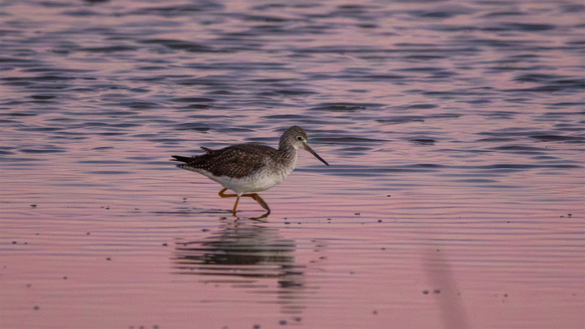 Greater Yellowlegs - ML649540366