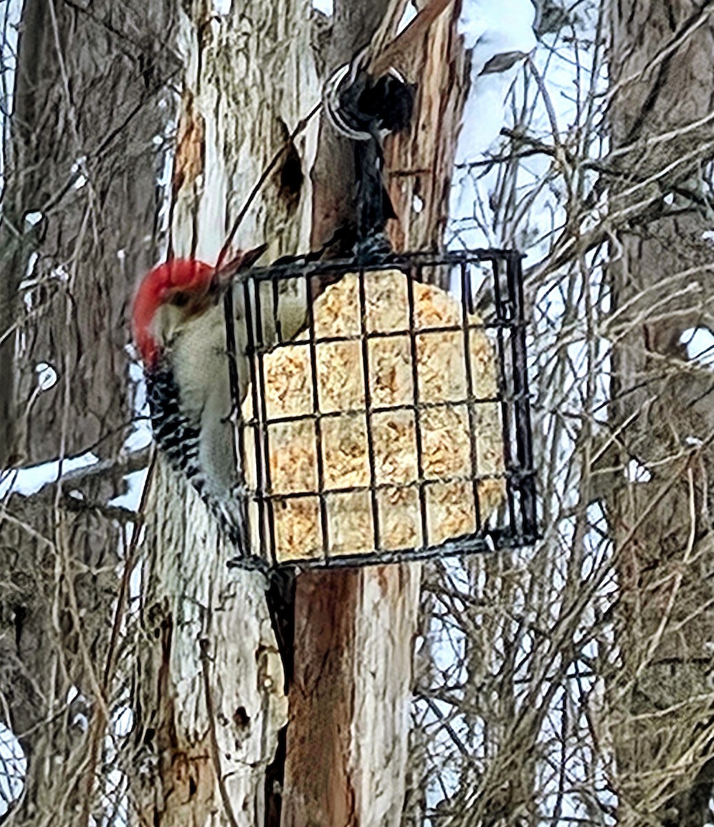 Red-bellied Woodpecker - ML649540367