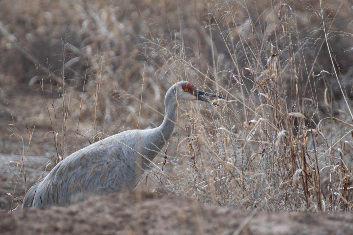 Sandhill Crane - ML649540374