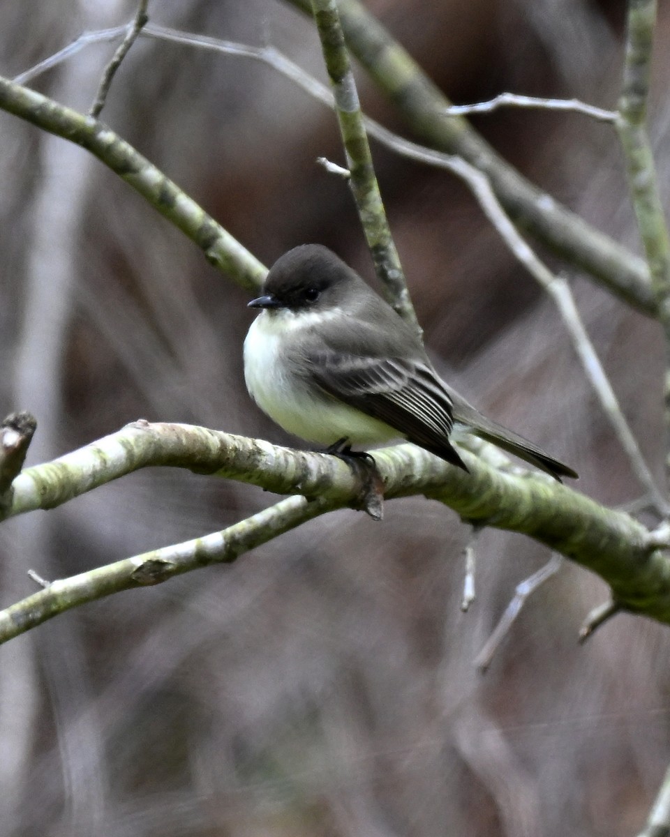 Eastern Phoebe - ML649540375